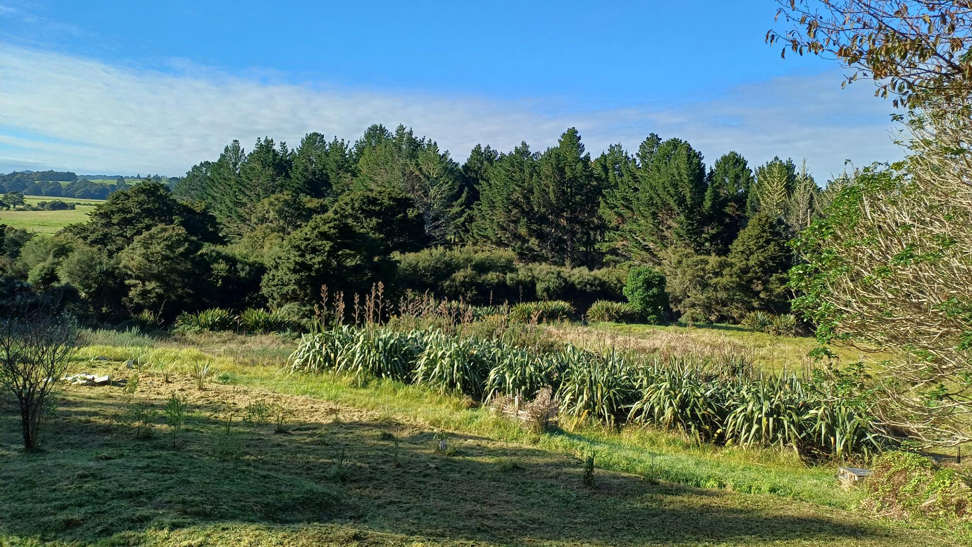 Wetland plantings.