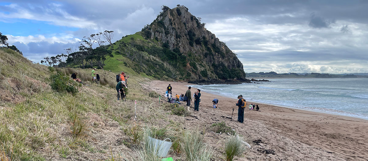 People on sand dunes planting dune plants with water and Pataua Mountain in the background.