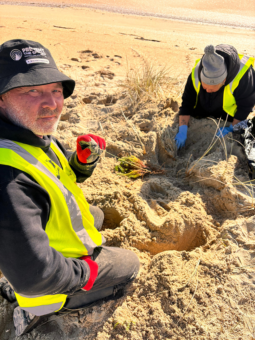 Two people on a beach digging a sea spurge plant from the sand.