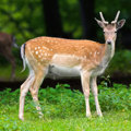 Wild deer free Kaitaia