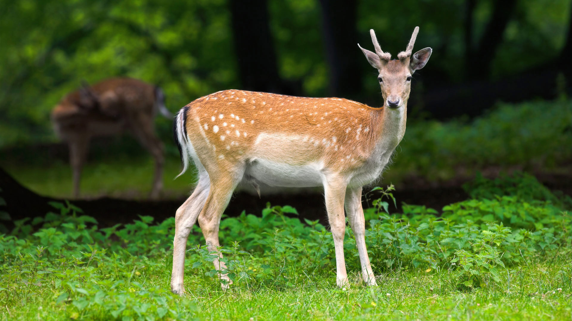 A deer with white spots and small antlers stands on grass looking toward the camera.