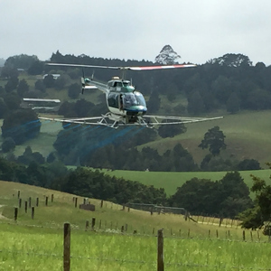 Helicopter spraying agrichemicals over pasture