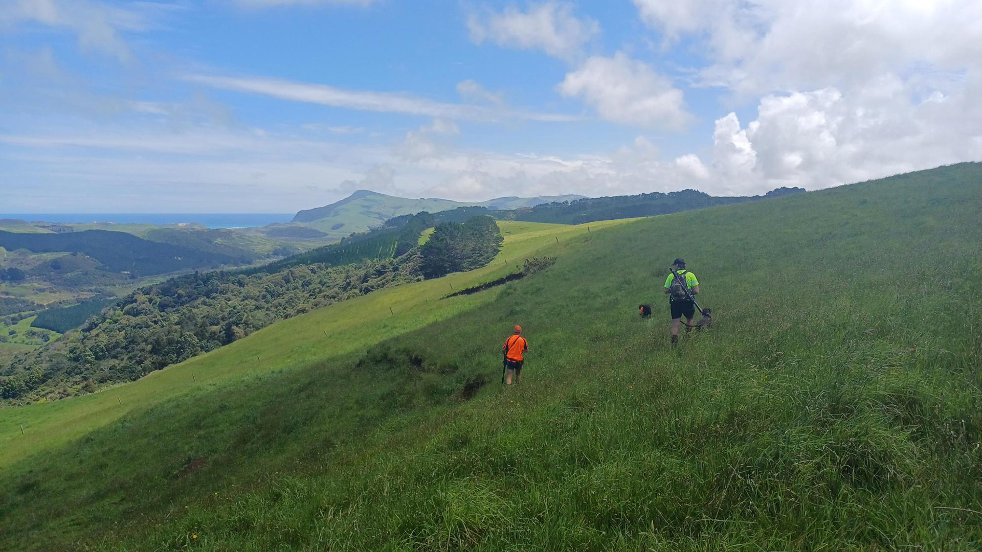 Two people wearing hi-vis vests walk in the distance on a hillside with two doges. bush, hills and the coast are in the distance.