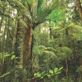 Areas confirmed free of wild deer