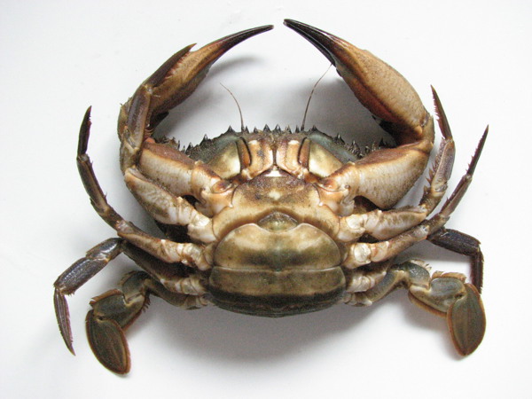 Asian Paddle Crab 02 No Photo Credit