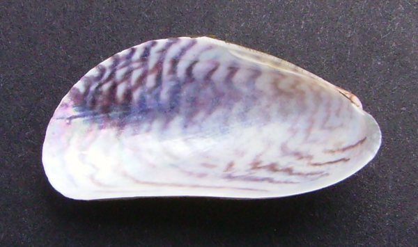 Asian Date Mussel 02 No Photo Credit