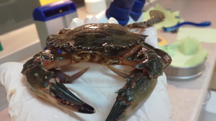 Asian paddle crab