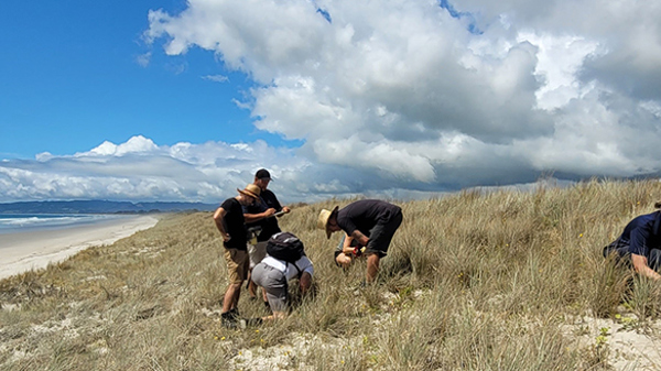 Dune health monitoring in Bream Bay