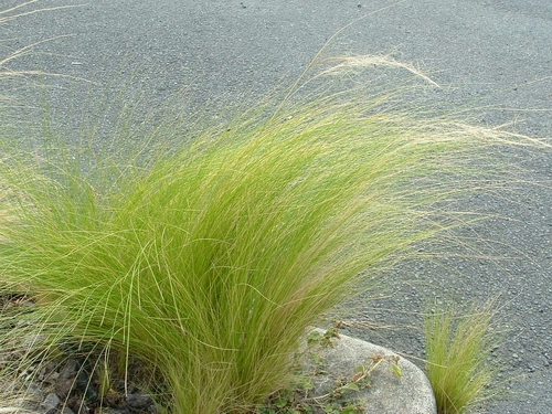 Mexican feathergrass (Photo credit Weedbusters).