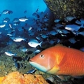 Marine pest and pathway rules for Northland