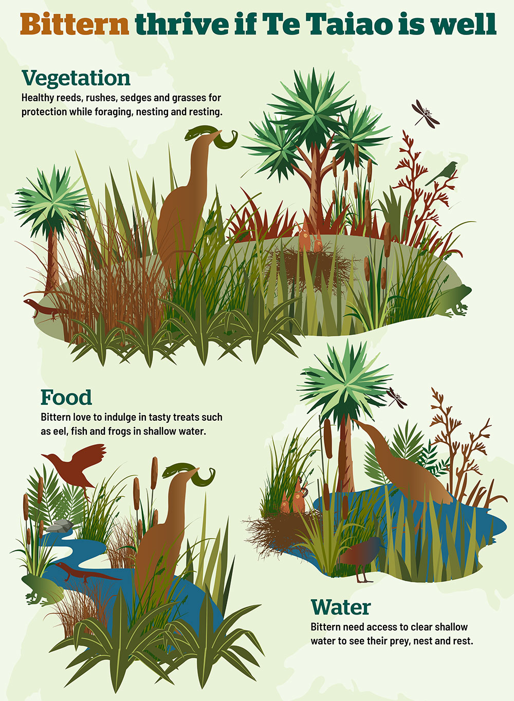 A graphic display of bittern habitats, vegetation, food and water.
