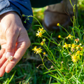 Madagascar ragwort – A major threat to pastoral farming