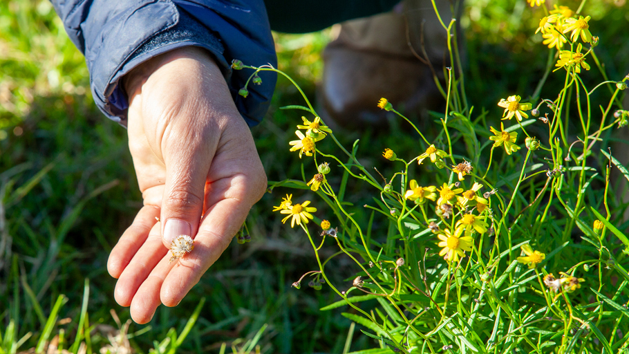 Madagascar ragwort and a hand holding a seed head