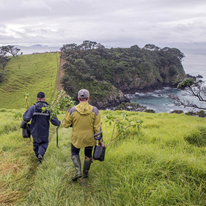 Taurawhata planting