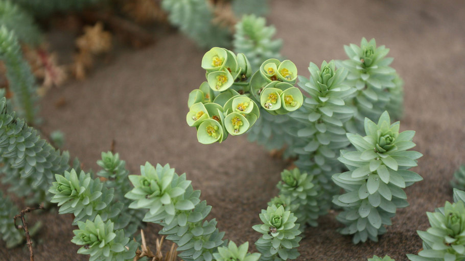 Sea Spurge closeup Photo Credit Frank Vincentz