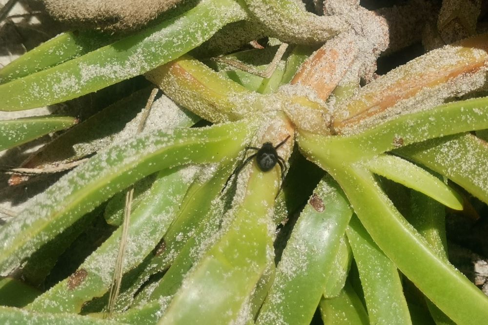 Katipō on ice plant at Uretiti.