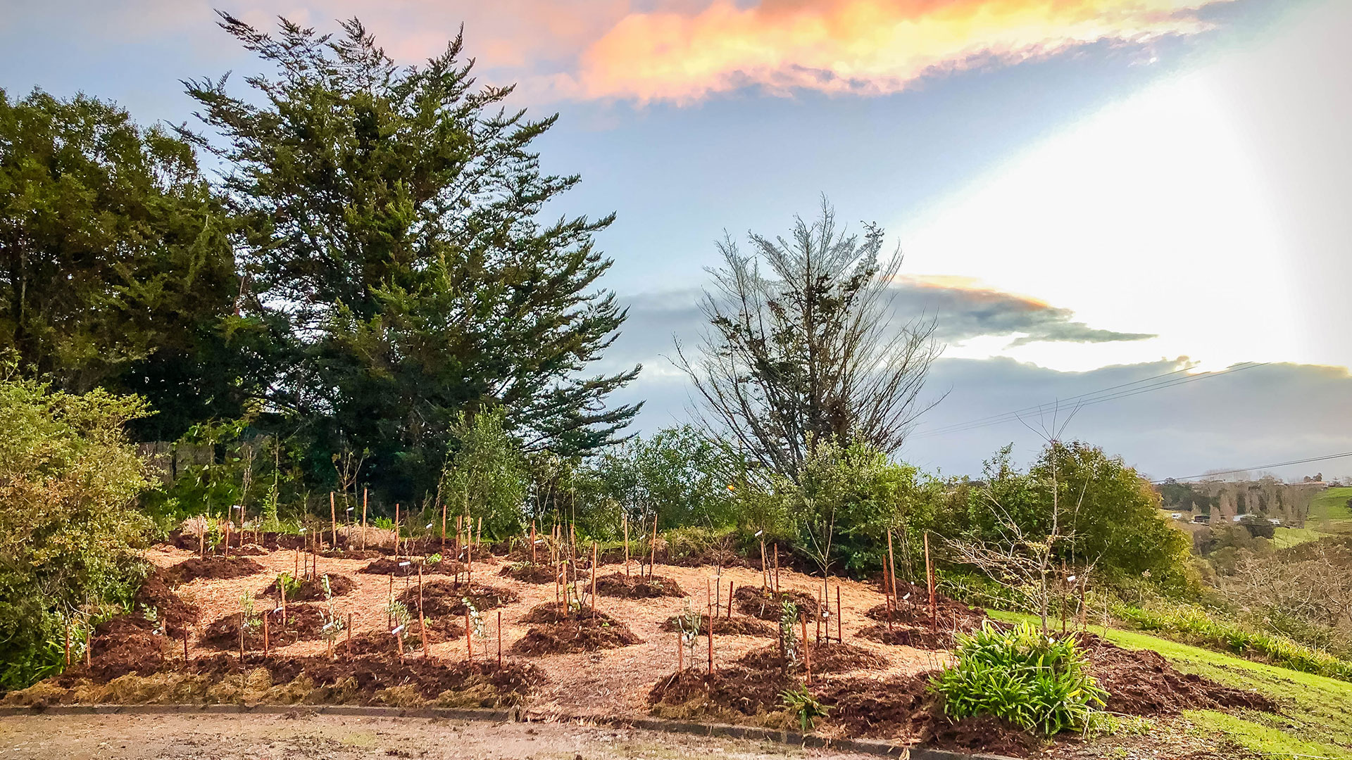 Newly planted trees with trees, blue sky and golden cloud in background. When clicked will take you to the video.
