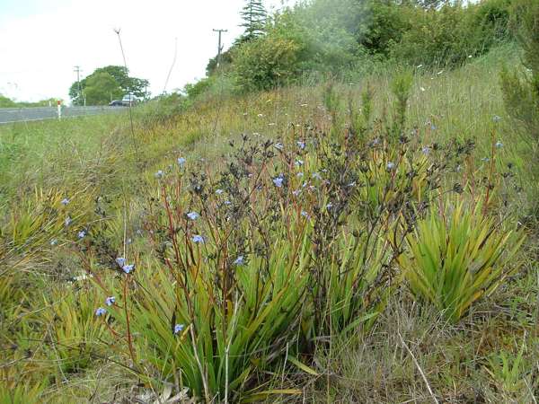 Aristea Photo Credit Carolyn Lewis And Weedbusters 4
