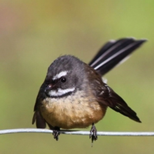 About us   Fantail  200  jpg