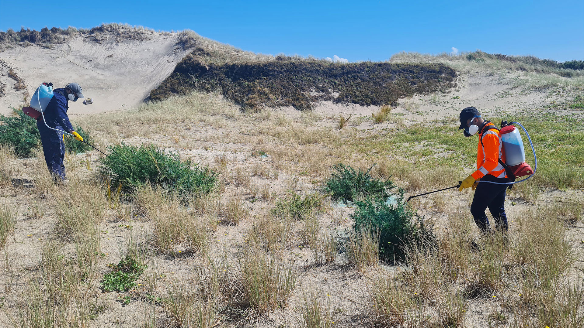 Two people wearing protective clothing spray gorse on the sand dunes.