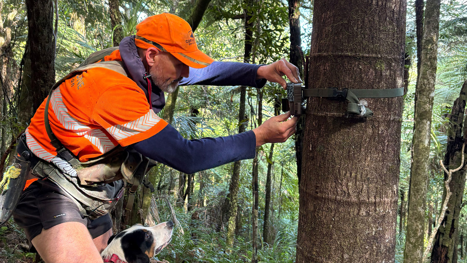 Man with a small beard wearing hi-vis bright orange cap and vest attaches a camera to a tree.