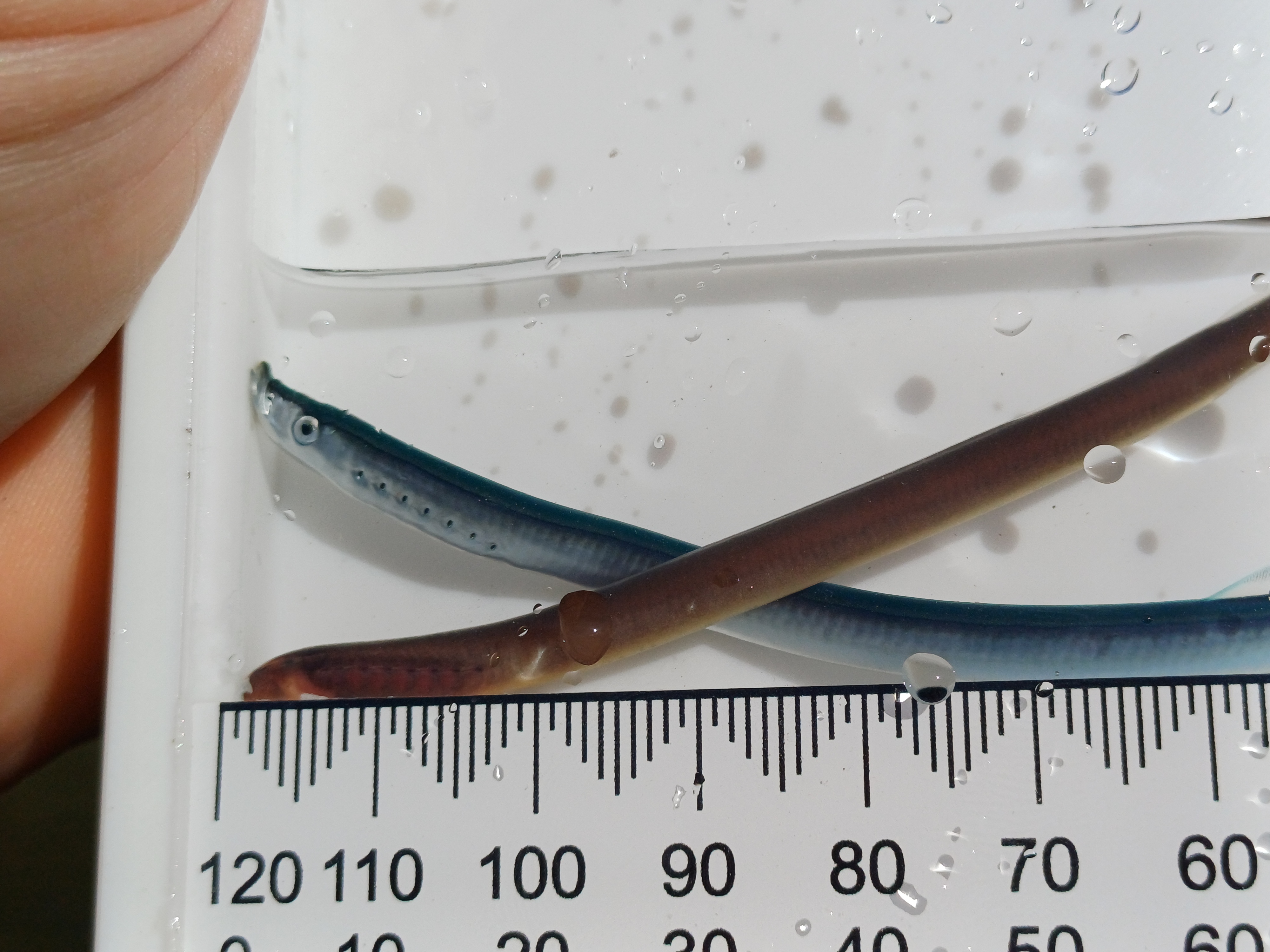 A piharau, (small fish) silver and brown in colour
