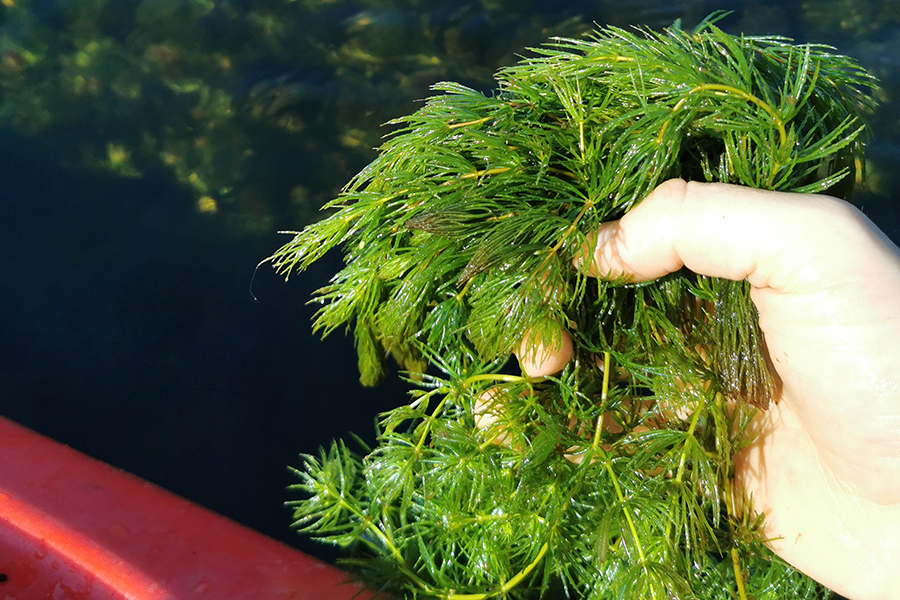 Hand holding the weed Hornwort.