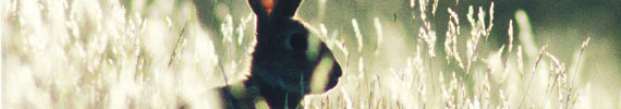 Rabbit in a field.