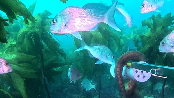 Monitoring in the Marine Protection Area