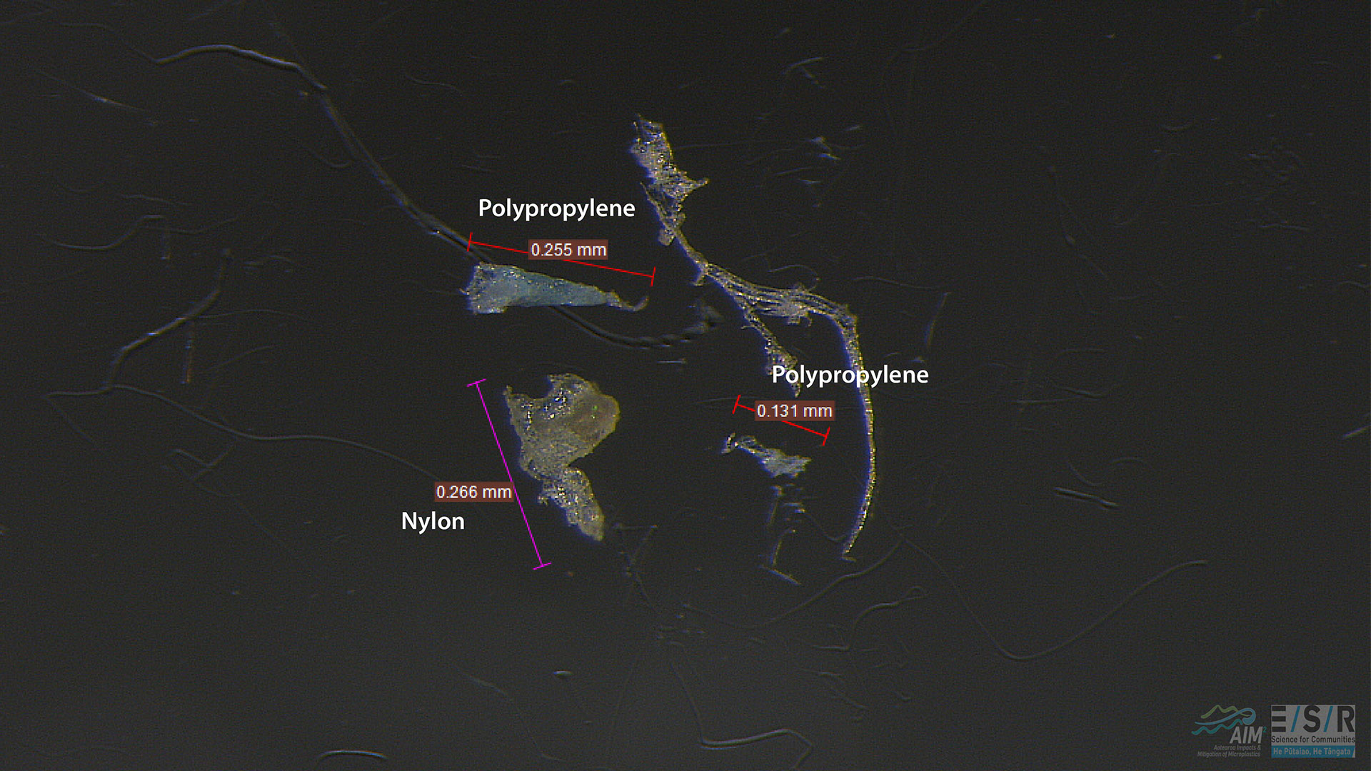 Three pieces of microplastic inside a cockle shellfish under a microscope labelled as nylon and polypropylene.