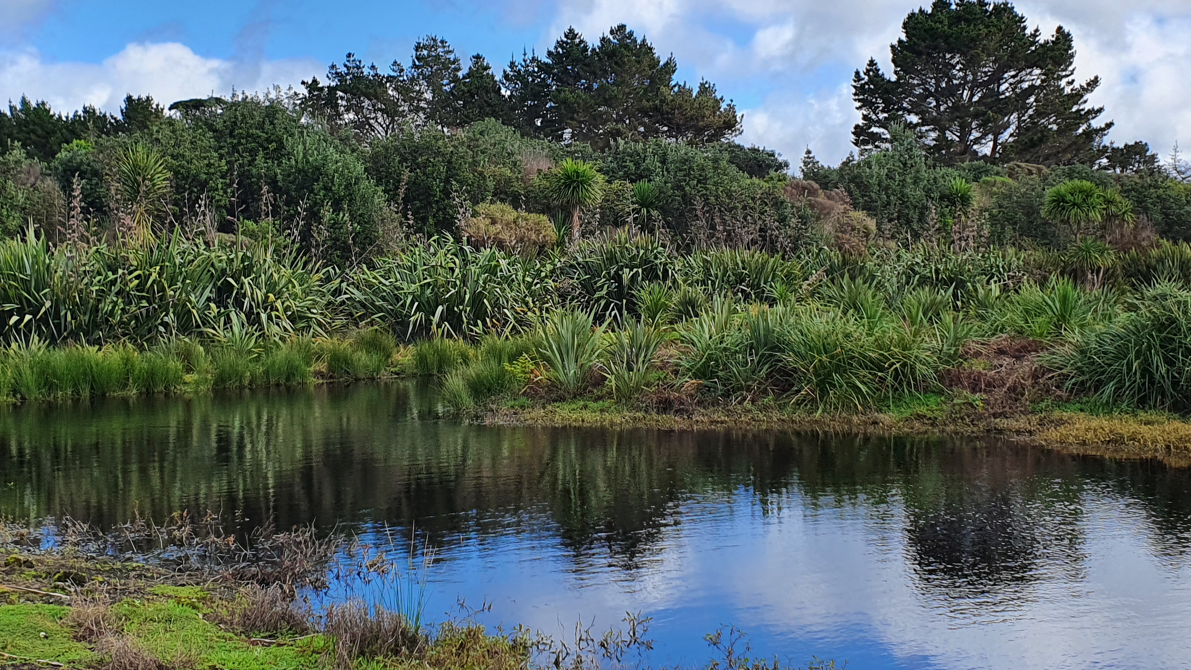 Wetland lake surrounded by native vegetation in Taitokerau.