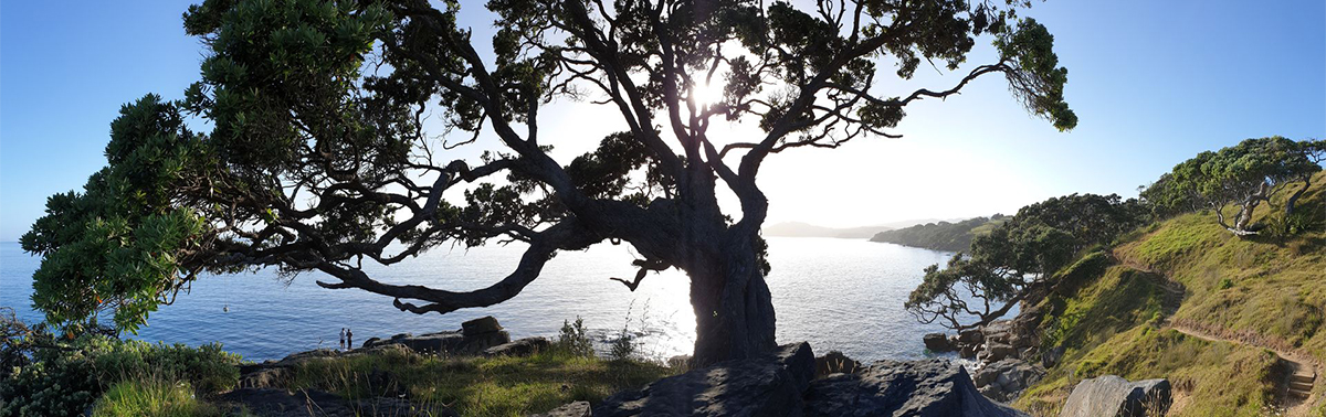 A large tree with blue sky and ocean in the background and a coastal walkway.