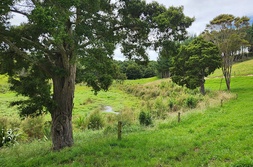 Fenced wetland and trees.