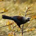 Trees for biodiversity and habitat