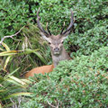 Wild deer free Taitokerau/Northland