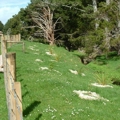 Riparian planting