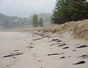 Erosion at Whananaki North beach in July 2000.