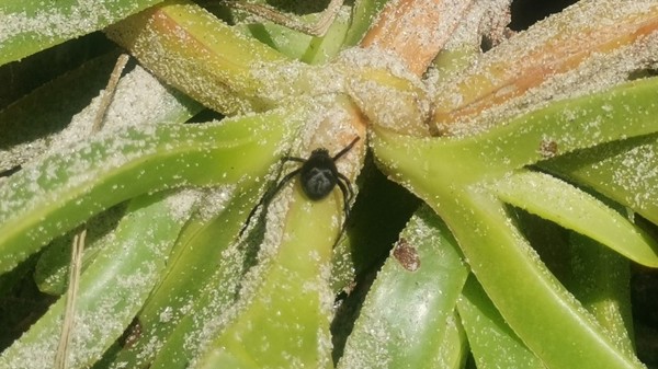 Katipo On Ice Plant At Uretiti 20211215 (Cropped)