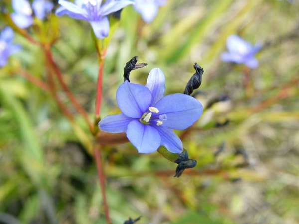 Aristea Photo Credit Carolyn Lewis And Weedbusters