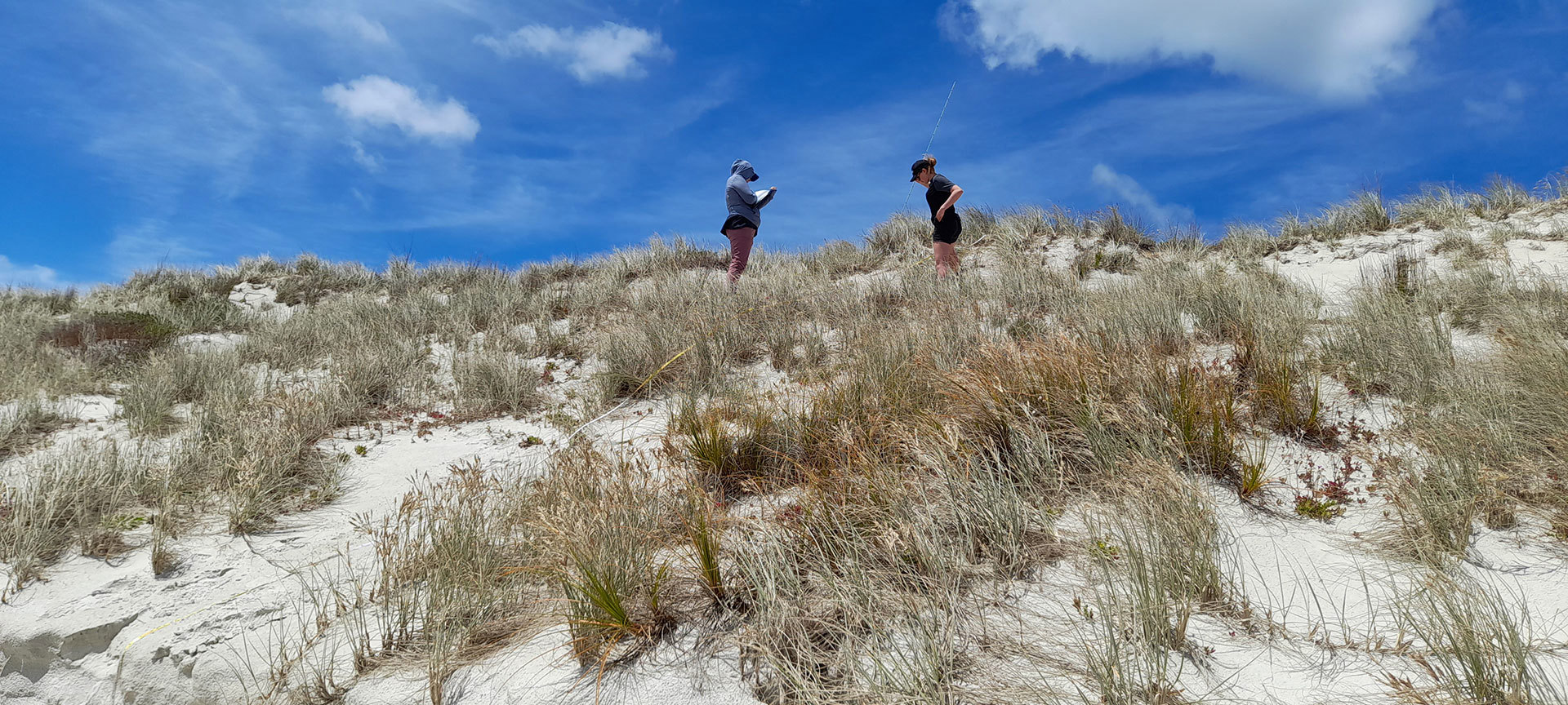 Two people high up on sand dunes with native grasses in the foreground and blue sky and clouds in background.