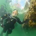 Marine pest resources