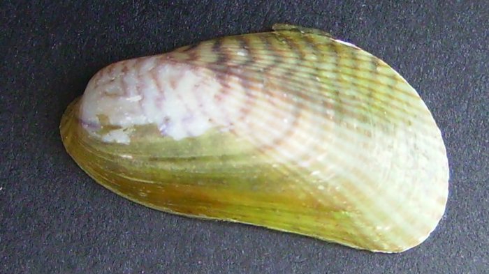 Asian date mussel