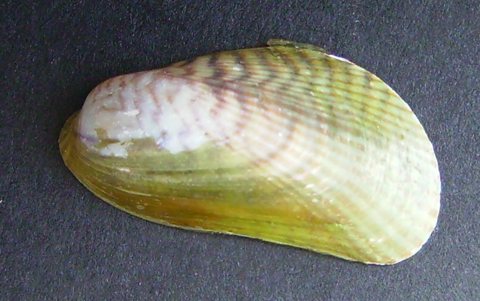 Asian Date Mussel 01 No Photo Credit