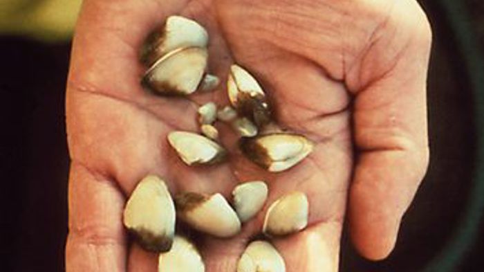 Asian clam