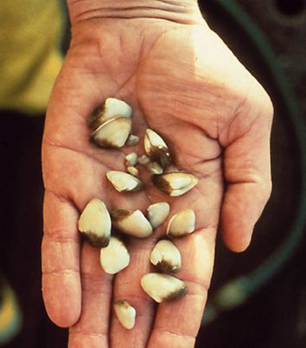 Asian Clam 01 Photo Credit USGS